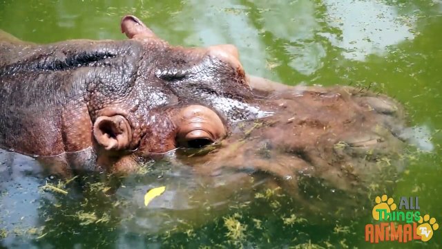 HIPPOS- Animals for children. Kids videos. Kindergarten Preschool learning