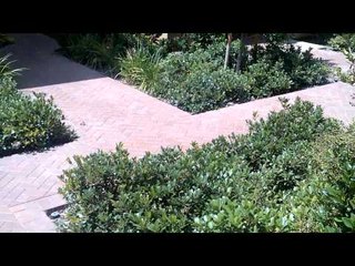 Blackberry Bold 9900: HD Video