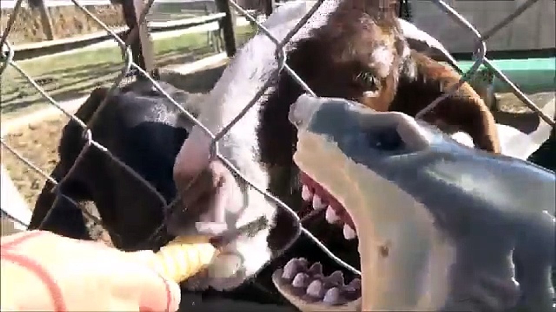 ⁣Pet Shark Feeding Pig & Goats @ Petting Zoo 'Toy Sharks For Children'
