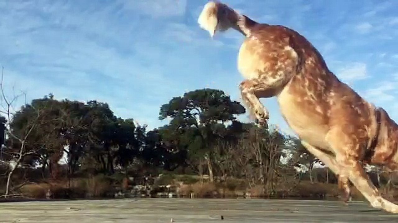 Ce chien fait des pirouettes et acrobaties de dingue !