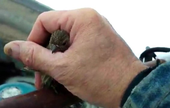 Man Uses His Breath To Rescue a Sparrow Frozen To Fence