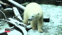 Watch As This Polar Bear Cub Has The Time Of Her Life In Season's First Snowfall-qxejXfPVeWw