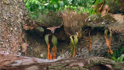 GORILLA- Animals for children. Kids videos. Kindergarten   Preschool learning