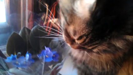 Приколы с котами. Смешные кошки 2016