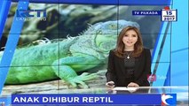 Anak-Anak Korban Eksekusi Lahan Dihibur Reptil Langka