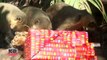 Zoo Animals Eat Their Christmas Presents After Incredible Game of Hide-And-Seek-C9I-UJzchjM