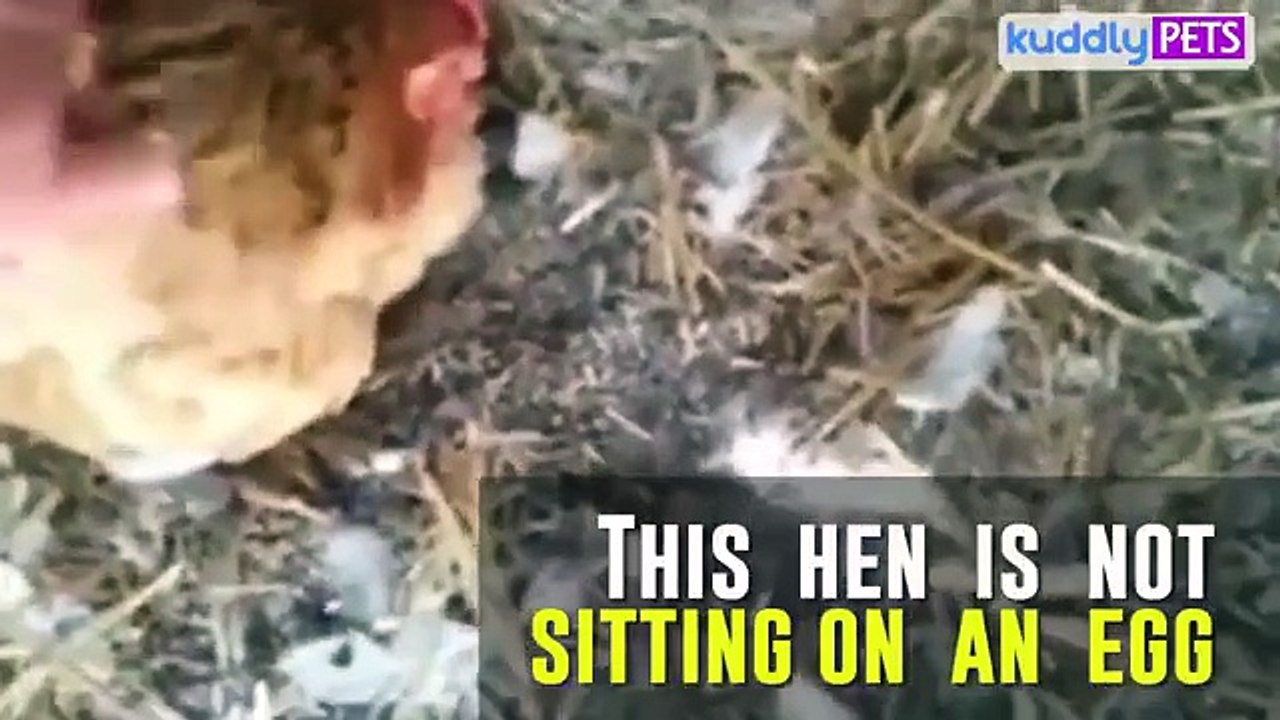 Cette poule ne couve pas un oeuf... Regardez!!!! Vidéo Dailymotion