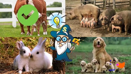 Download Video: Learn Domestic Animals Sounds For Children   Best Way To Learn Animals Names For Kids And Toddlers