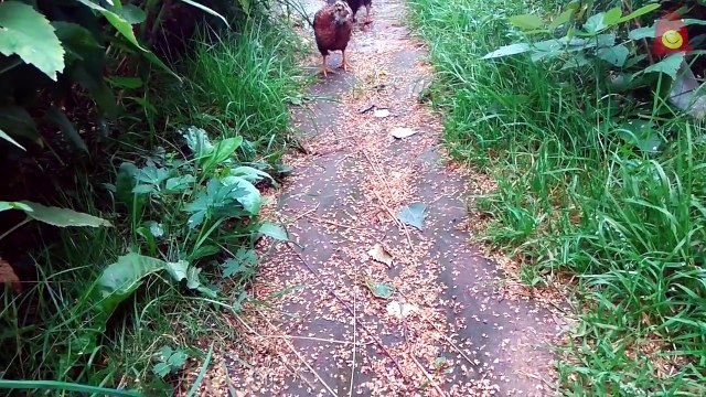 Мои видео с животными. Смешные и милые животные подборка 2016