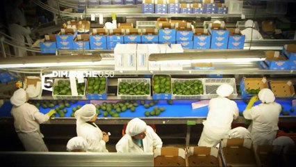 [Bande-Annonce] L'avocat, un fruit qui fait sa loi