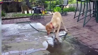 PUPPIES PLAYING with WATER ★ LONG VERSION (HD) [Trip Burger Pets]