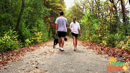 DOGS- Animals for children. Kids videos. Kindergarten   Preschool learning