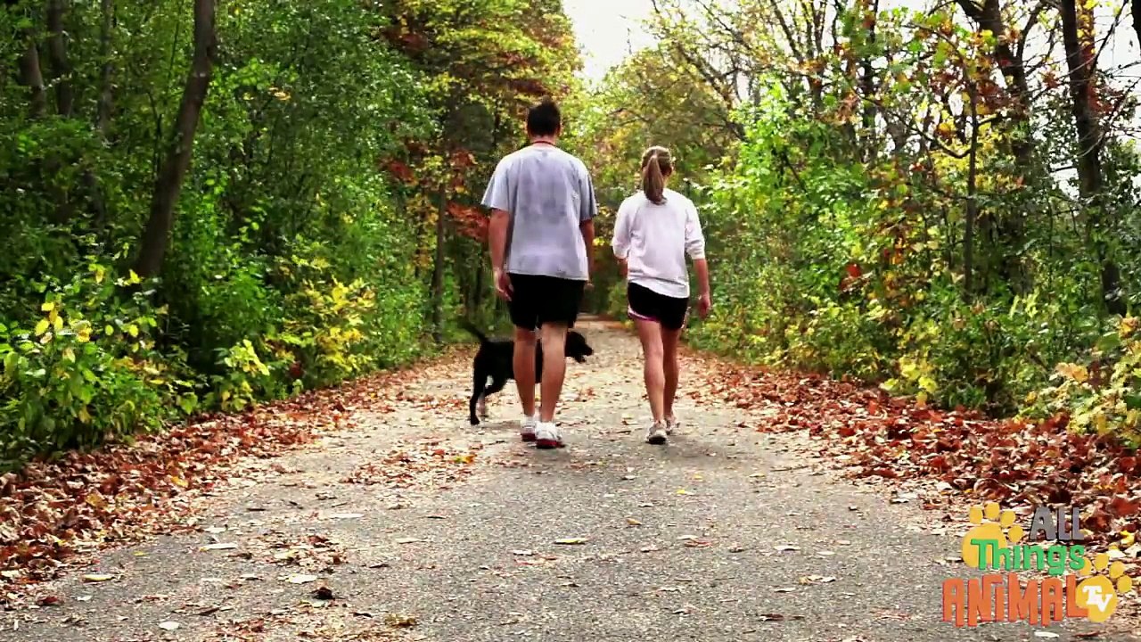 DOGS- Animals for children. Kids videos. Kindergarten   Preschool learning