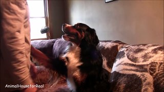 Bernese Mountain Dog gives Hugs when asked-kTf53lb21NE