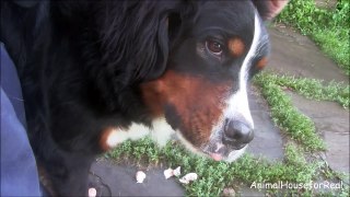 Bernese Mountain Dog Smiles Getting Ears Cleaned-zIGgO701Evk