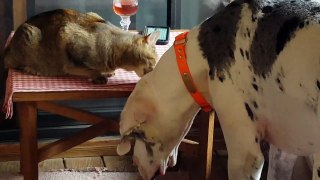 Cat cleans Great Dane's ear then kiss each other!-Aj9TgS9ljwI