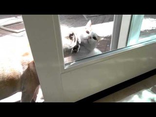 HTC One Video Demo (Raw)