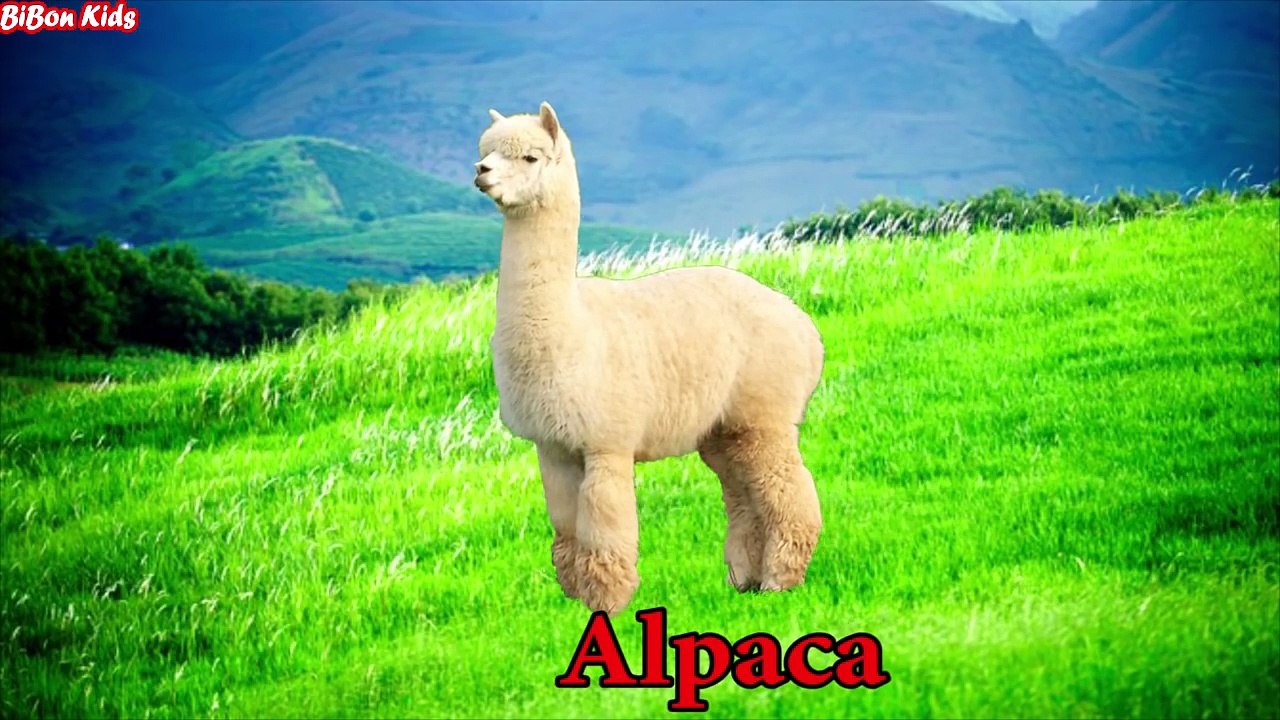 Learning Animals Sounds And Names For Children Kids And Babies   Learn Wild Animals Names