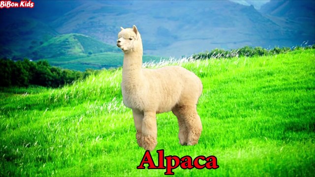 Learning Animals Sounds And Names For Children Kids And Babies Learn Wild Animals Names