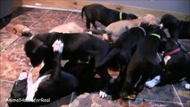 Amazing Dog Birth - 15 Great Dane Puppies Playing-Hcj5mrGq-fM