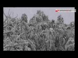TGSRVgen09 coldiretti danni agricoltura