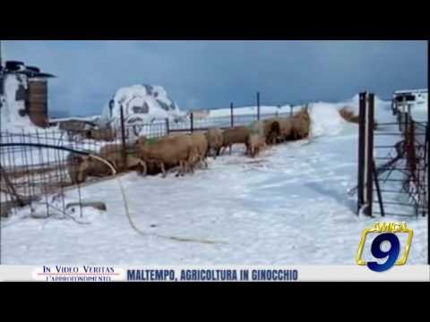 In Video Veritas | Maltempo, agricoltura in ginocchio
