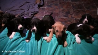 Great Dane Puppies are Too Cute!-NgoXaVfaCFA