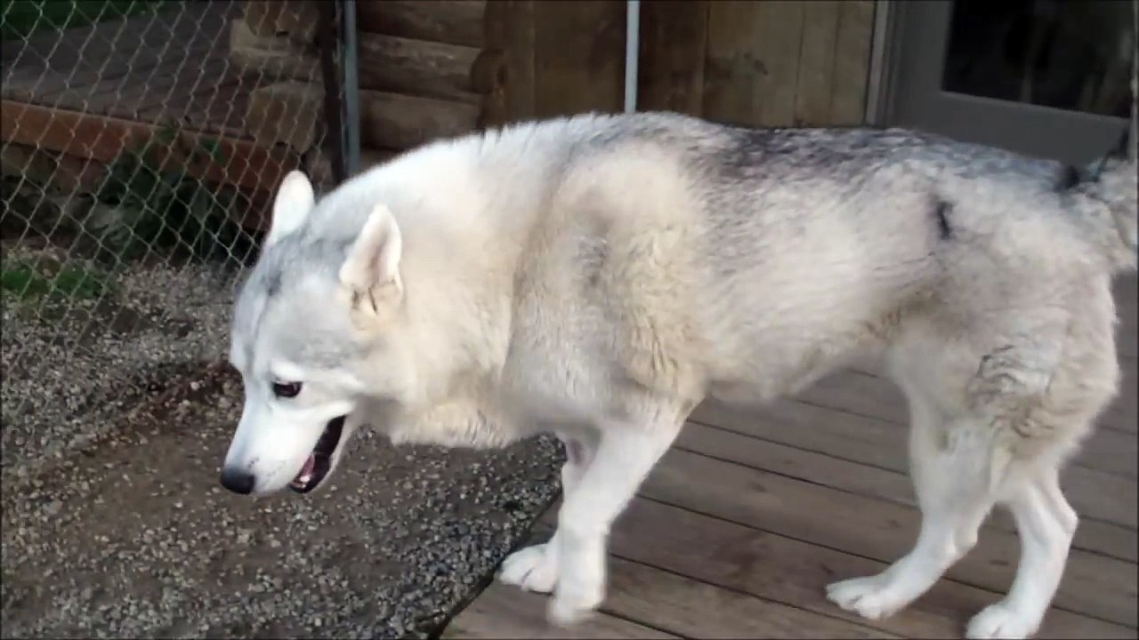 Dog does ALS Ice Bucket Challenge-2AjxYR9D5kk