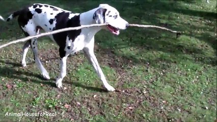 Great Dane Fetches Great Big Sticks-7tSuI688e8s