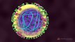 Swine Flu H1N1 Virus - Mechanism of Action (MOA) - 3D Medical Animation