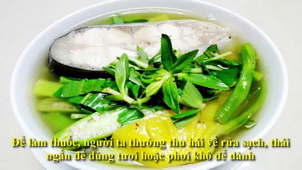 15 điều kì diệu về rau ngổ có thể bạn chưa biết