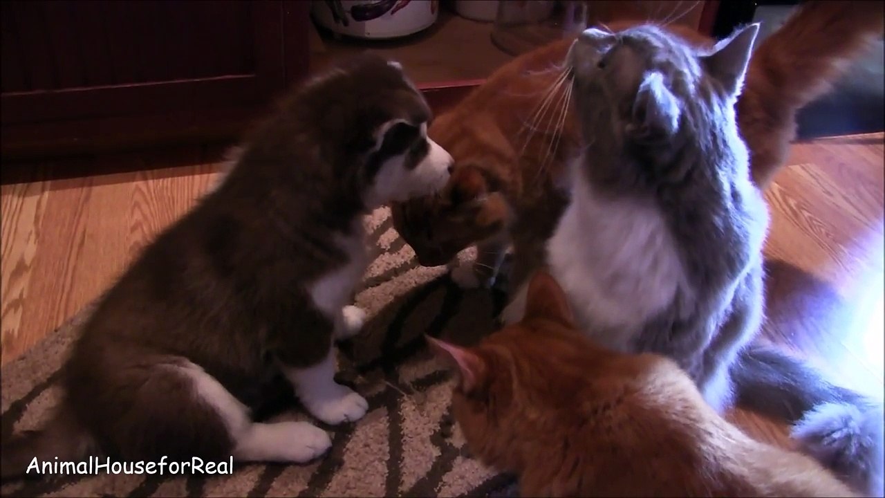 Husky Puppy makes friends with cats-fFYNkUwrXdk