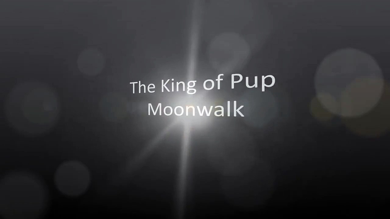 Husky Puppy Moonwalk-RTOcLUHV4ic