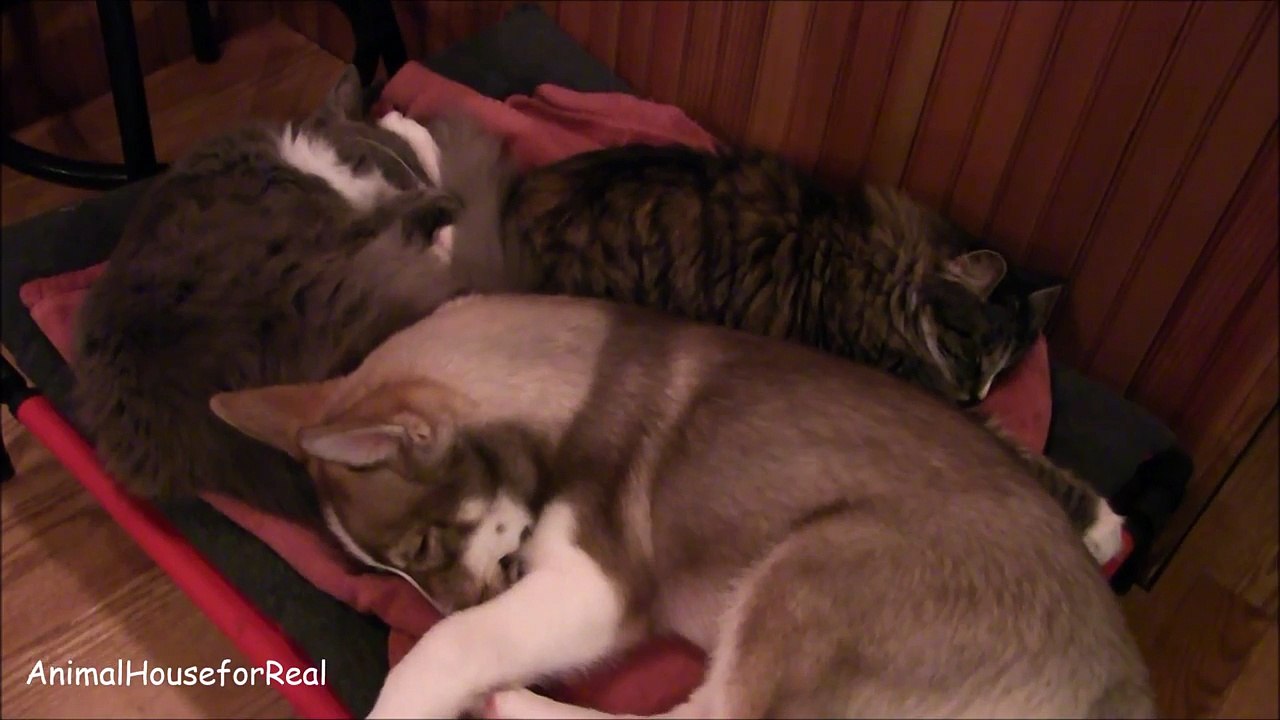 Husky Puppy Sleeps with Cats-e6KzBXsFNiU