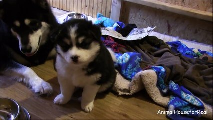 Puppy doesn't want to share food with Mom-wAfB7V4_OMA