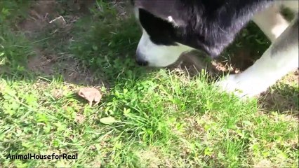 Siberian Huskies find a Frog-9fXoxeXWoR4