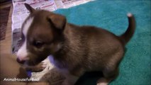 Siberian Husky Grows from Newborn to Adult-yTGZu5WqHZ4