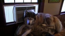 Siberian Husky knows where to cool off-UpFAWKYy2Vc