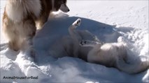 Siberian Husky Plays and Makes Snow Angel-3KG3f7TEmwM