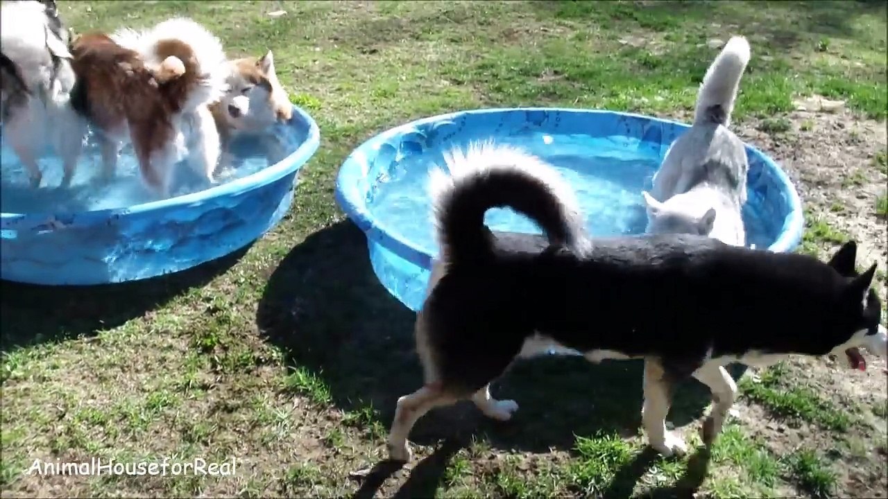 Siberian Husky Pool Party-jJgKG34WTZo
