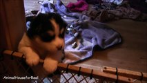 Siberian Husky Puppy Howls and makes Cute Sounds-2FMO7FXZUrw