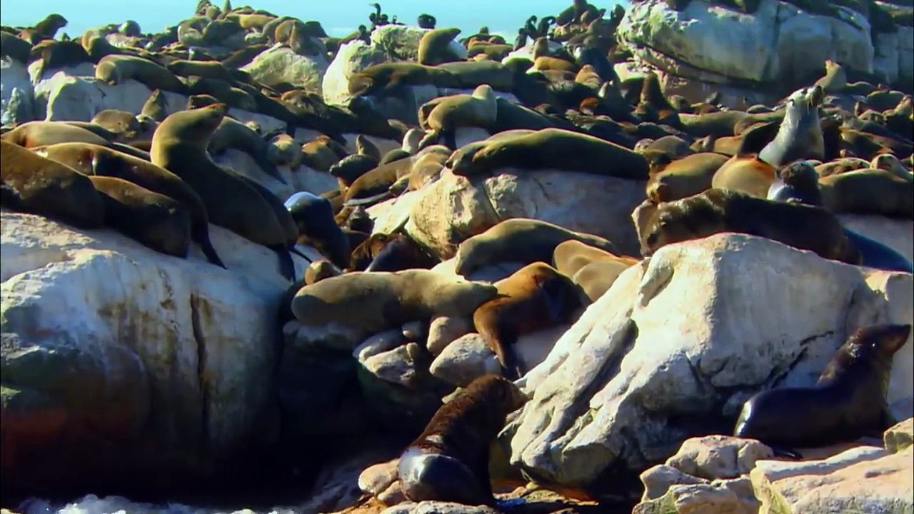 SEALS- Animals for children. Kids videos. Kindergarten   Preschool learning