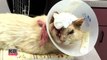 Cat Who Survived Horrific Acid Attack Finds Comfort In Teddy Bear-7qiadX3s4n0