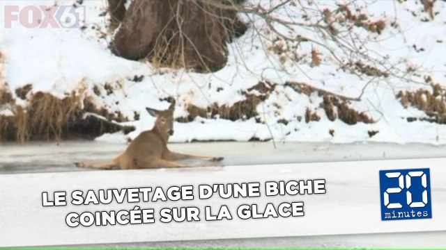 Le sauvetage d'une biche coincée sur la glace diffusé en direct