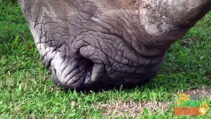 RHINO- Animals for children. Kids videos. Kindergarten   Preschool learning