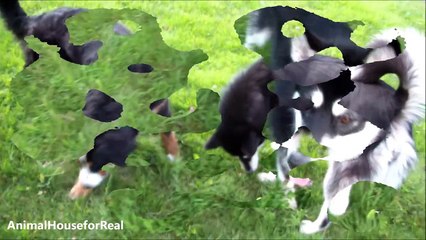 Alaskan Malamute Plays with Fruit-0KJ4pMpLnOA