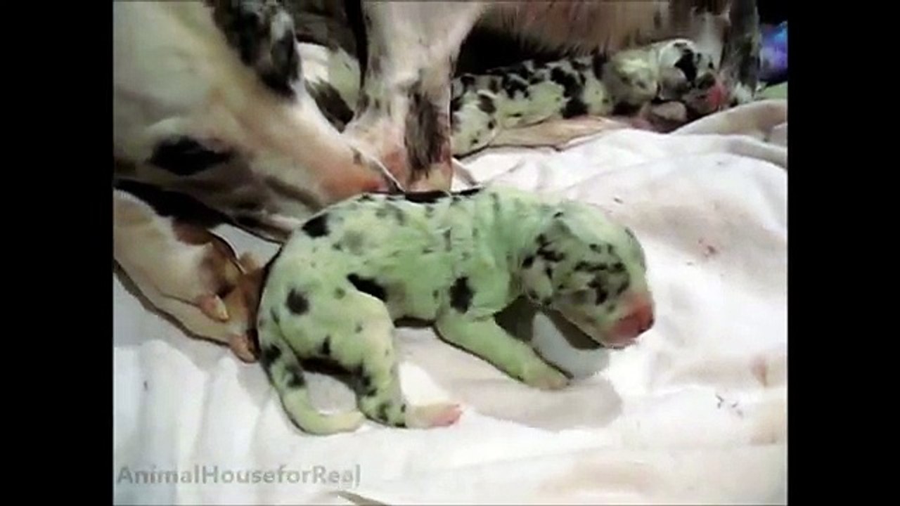 Amazing Dog Birth - Great Dane Puppy Born Green!!-xeJ_2rW8a8Q