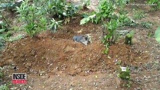 Depressed Cat Mourns Loss of Owner By Refusing To Leave Her Gravesite-9GvAZ49Qoyg