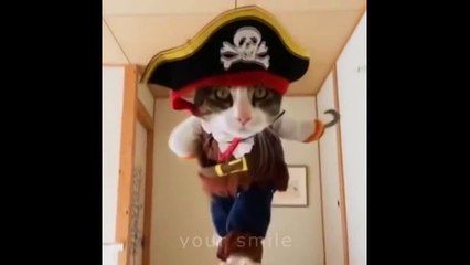 КОТЫ ПРИКОЛЫ | СОБАКИ  ПРИКОЛЫ | ТОП САМЫХ СМЕШНЫХ ПРИКОЛОВ