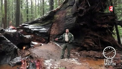 Le séquoia millénaire "qu'on pouvait traverser" déraciné après une tempête en Californie
